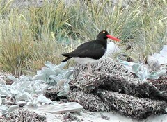 Magellanic Oystercatcher photo 4