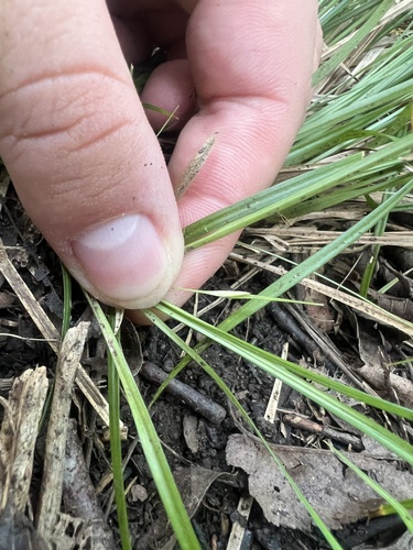 Basal Flower Sedge (Carex basiantha)
