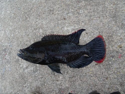 African mouthbrooder (Oreochromis mossambicus) — Cichlidae — 3