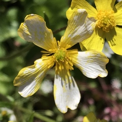 Ranunculus sierrae-orientalis
