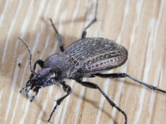 Carabus cancellatus