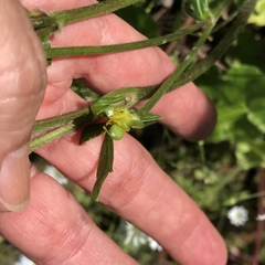 Ranunculus sierrae-orientalis