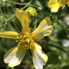 Ranunculus sierrae-orientalis