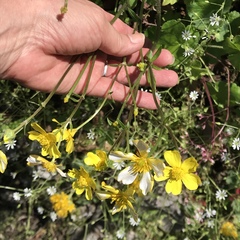 Ranunculus sierrae-orientalis