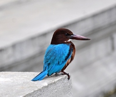 Halcyon smyrnensis