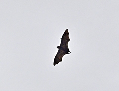Pteropus giganteus