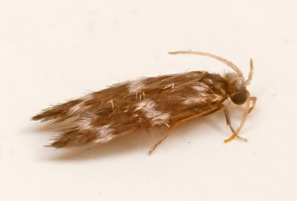 Stactobiella risi