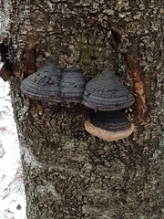 Phellinus cinereus