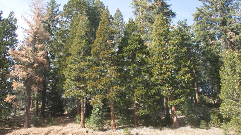 California incensecedar (Plant Tax Study Guide) · iNaturalist