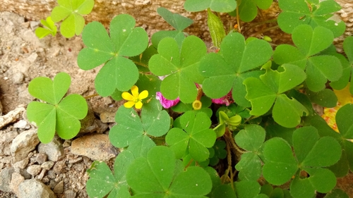 Creeping Woodsorrel