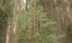 Pinus lambertiana
