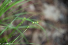 Carex rosea