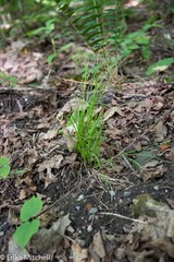 Carex rosea