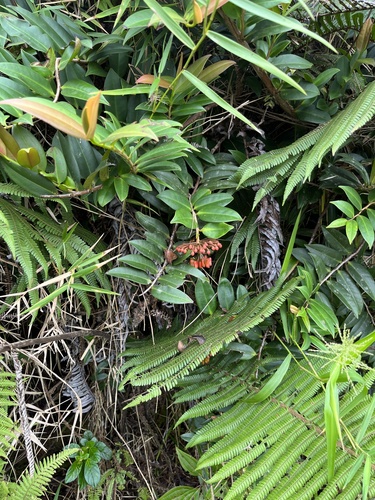 Shingleplant (Marcgravia sintenisii)
