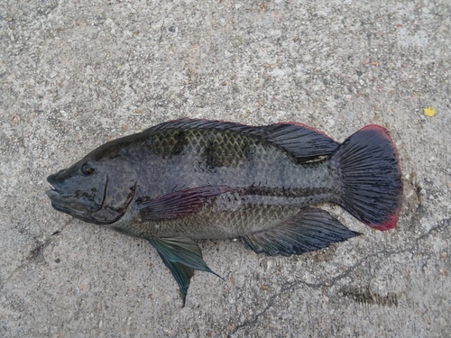 Mozambique Tilapia