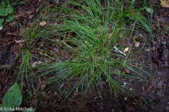 Carex rosea