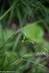 Carex foenea