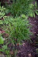 Carex foenea