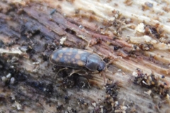 Mycetophagus multipunctatus