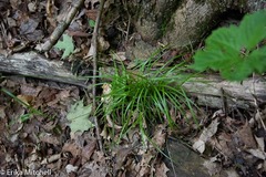 Carex deweyana