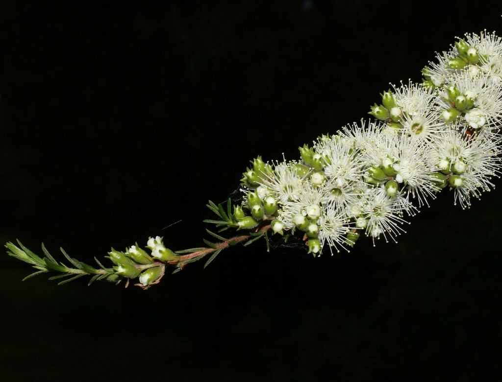 Butterfly Bush from Blue Mountains NSW, Australia on November 15, 2023
