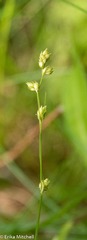 Carex brunnescens