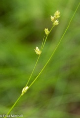 Carex brunnescens
