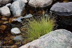 Carex canescens