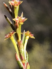 Struthiola parviflora