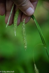 Carex gynandra