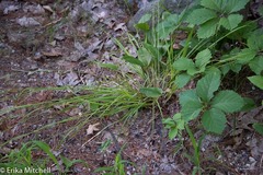 Carex debilis