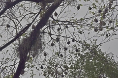 Pteropus giganteus