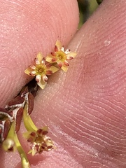 Struthiola parviflora