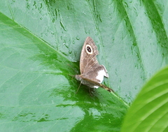 Ypthima ceylonica