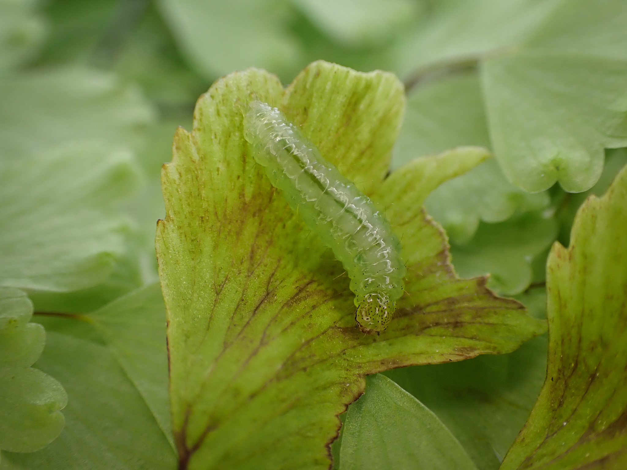 Adiantum raddianum