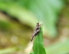 Eucriotettix spinilobus