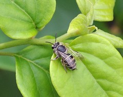Nomia carinata