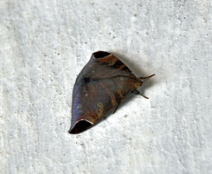 Pindara illibata