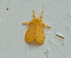 Artaxa guttata