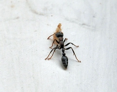 Tetraponera