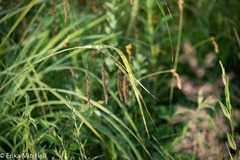 Carex gynandra