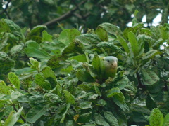 Brotogeris pyrrhoptera