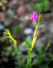 Silene cretica