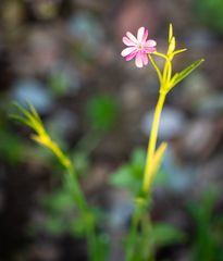 Silene cretica