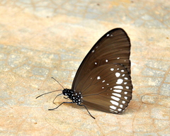 Euploea core asela