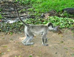 Tufted Gray Langur photo 6