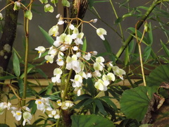 Begonia sericoneura image