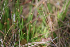 Xyris brevifolia
