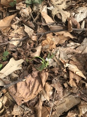 Cardamine concatenata