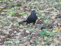 Crotophaga sulcirostris